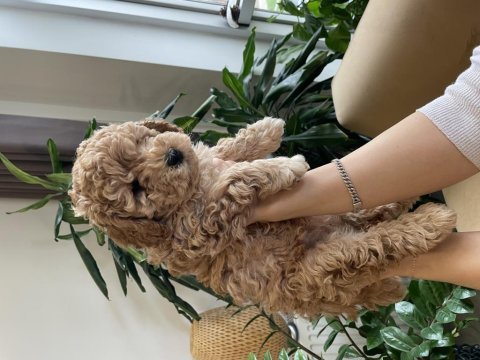 3 adet asıl safkan toy poodle