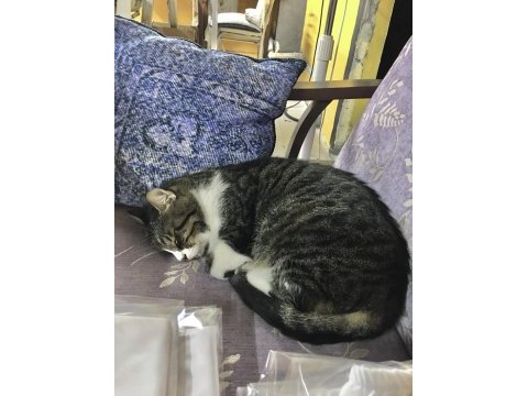 Yakışıklı kedimizi sahiplendirmek istiyoruz