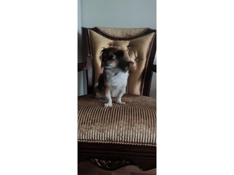 Pekinez köpeğimizi sahiplendiriyoruz