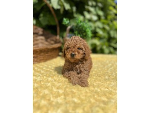 Harika güzellikte toy poodle yavrular