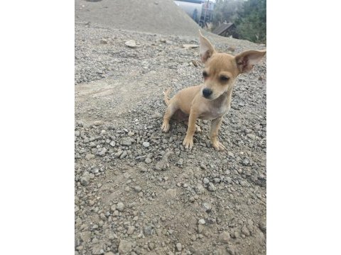 3 buçuk aylık erkek pinscher