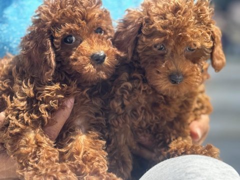 Show kalite redbrown toy poodle yavrularımız