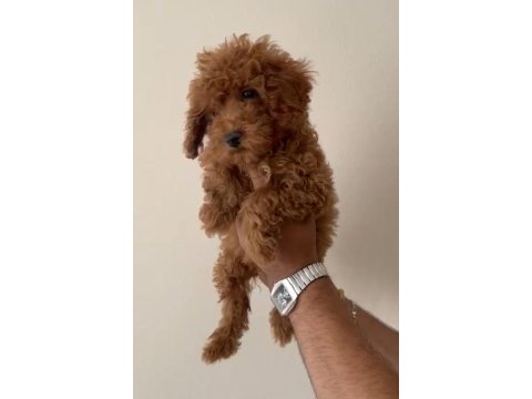 4 aylık dişi kıvır kıvır bir poodle kız