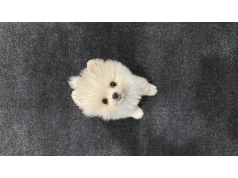 3 aylık dişi neşe kaynağınız olacak pomeranian boo