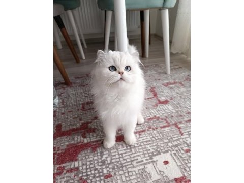 British longhair kedim yeni yuvasını arıyor