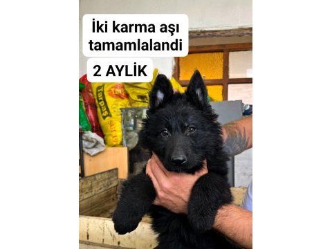 Solid black siyah alman çoban köpeği üst düzey bir yavru