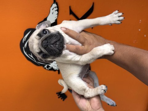 Sevimli zeki ırk pug