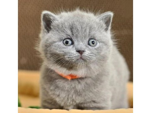 British shorthair yavruları