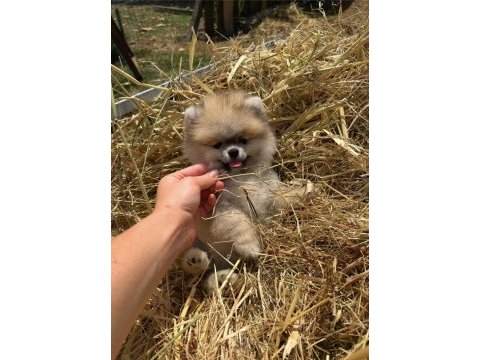 Gülen yüz orange pomeranian boo