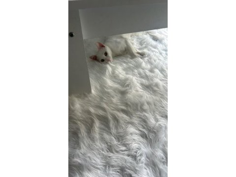 Beyaz ve siyah ankara kedisi ve tekir kedimiz