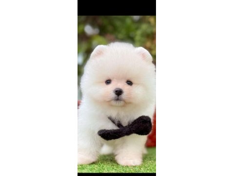Pomeranian boo yavrular