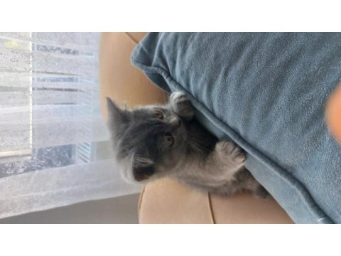 Muhteşem güzellikte teslime hazır gri british shorthair