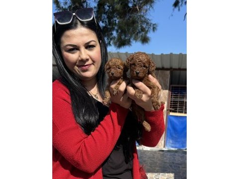 Ufacık kilo garantili toy poodle yavrularım