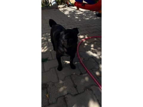 Sıfır boy full eğitimli evde bakılması zorunlu pug