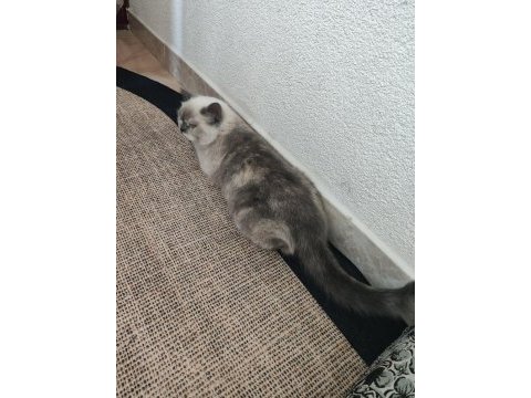 Dişi sevimli kedilerimiz