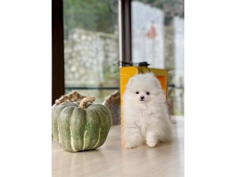 Sakarya pomeranian boo