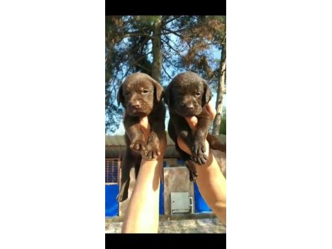 Çikolata, siyah ve şampanya labrador yavrular