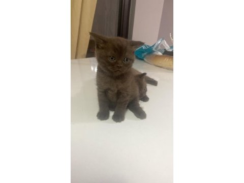 1.5 ay kedimiz kuru mama başladık