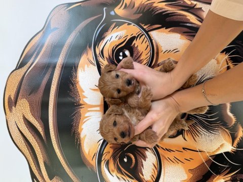 A kalite mini boy maltipoo