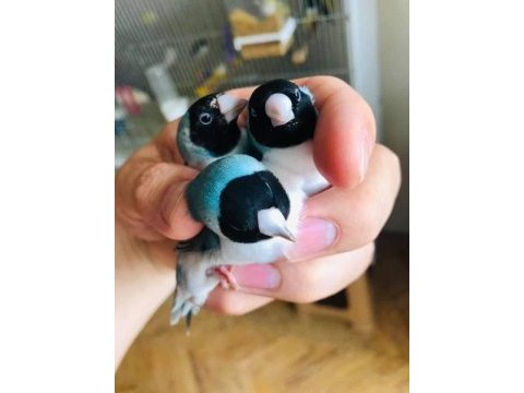 Gökkuşaği ispinozu (goldian finch)