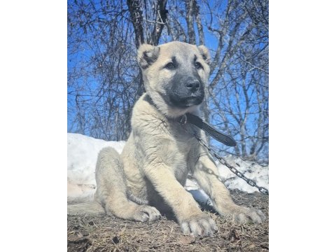 Kangal yavrusu köpeği