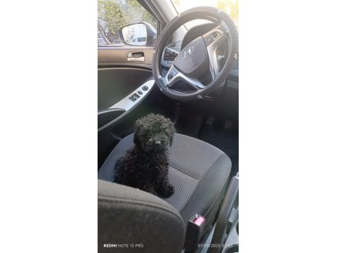Siyah toy poodle köpeği