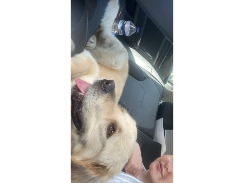 8 aylık golden retriever