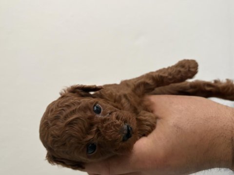 Toy poodle dişi ve erkek yavru kore kan kuyruksuz