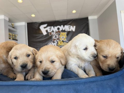 Baby face golden retrıewer yavruları safkan belgeli