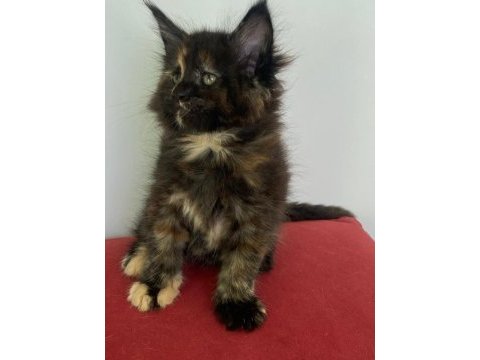 Maine coon dişi tortie üst kaliteli