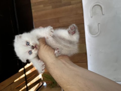 Son 2 bebiş kedimiz