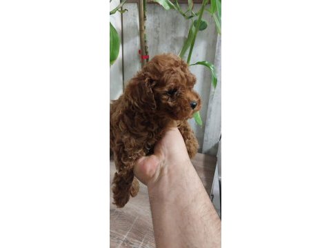 Kore kan toy poodle