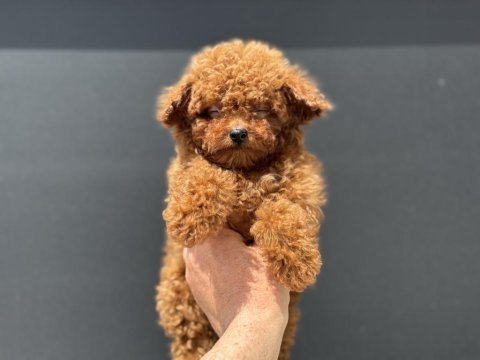 Ankaranın en özel kore toy poodle yavruları