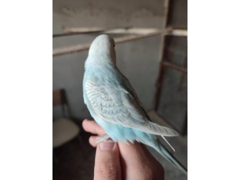 Buz mavisi 2 aylık evcil erkek muhabbet kuşu