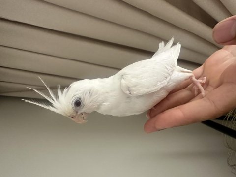 3 aylık sultan papağanı albino