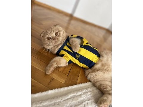 Ücretsiz sahiplendirme scottish fold