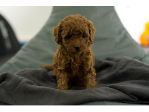 Toy poodle bebekleri