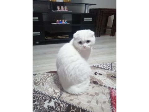 Scottish fold 2 aylık yavru