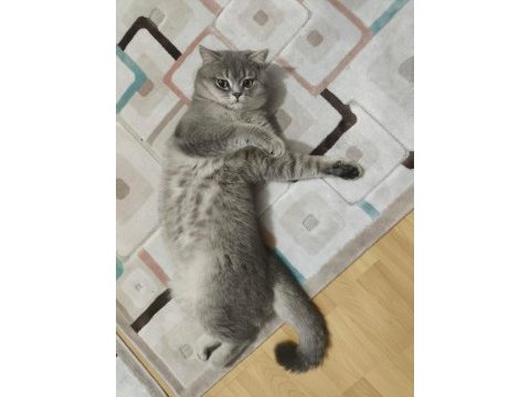 Yetişkin erkek ve dişi british shorthair kediler