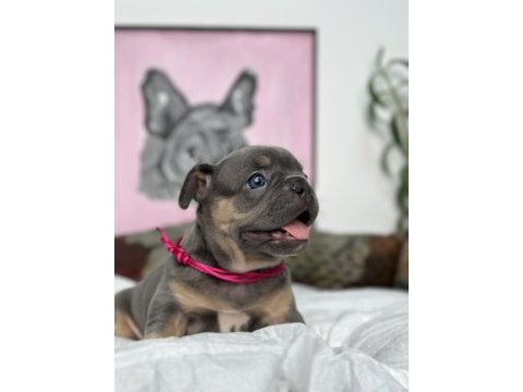 Full exotic üst düzey french bulldog yavrularım