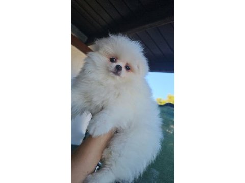 Pomeranian boo ayı surat erkek