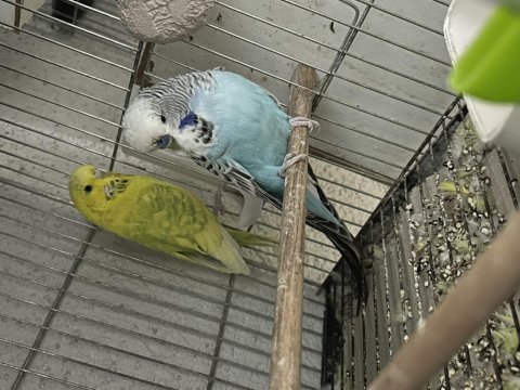 Hazır jumbo muhabbet kuşu takımlar bakma değer
