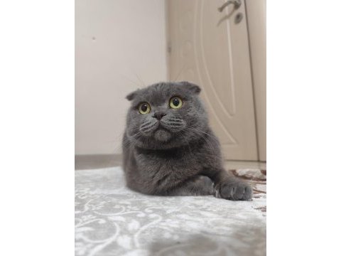 Scottish fold erkek eşleştirme ilanı