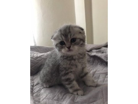 British shorthair yavru kediler
