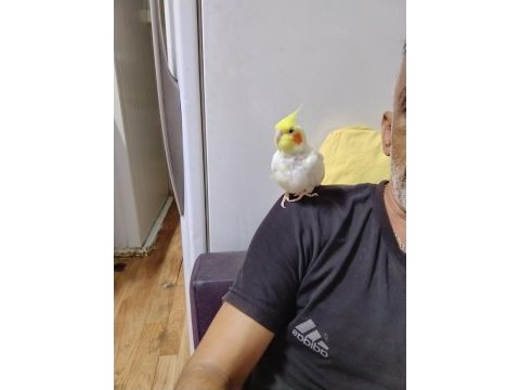 Dişi lutino sultan papağanı