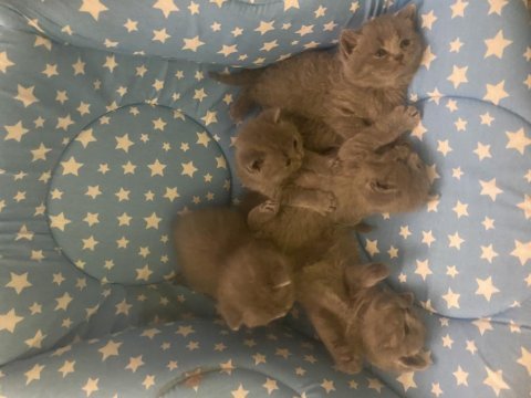 Kontrol şartıyla sahiplendirilecek british shorthair