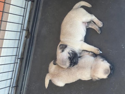 Pug mops yavruları