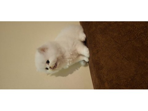 Safkan british longhair yavru