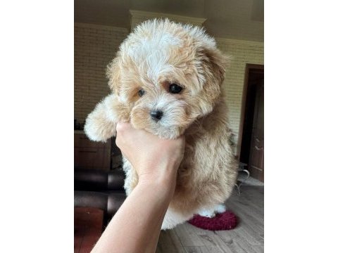 En iyi kore maltipoo yavruları