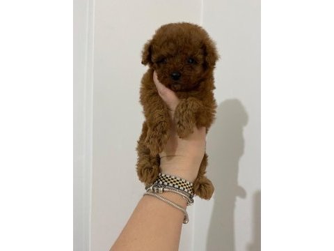 Teacup toy poodle